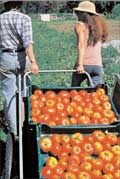 2 people pulling a cart full of tomatos