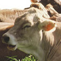 face of a cow