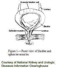Front view of bladder
