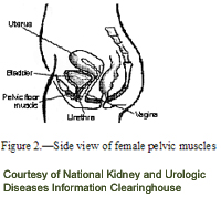Side view of female pelvic muscles