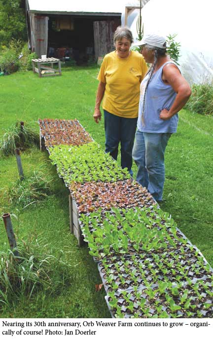 Farmers and Lettuce