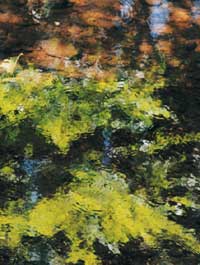 reflection from water