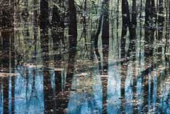 treeline reflection from the water